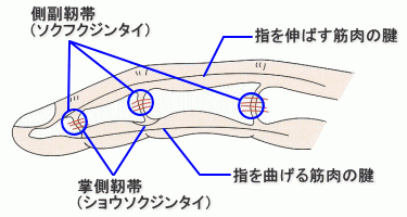 finger-ligament