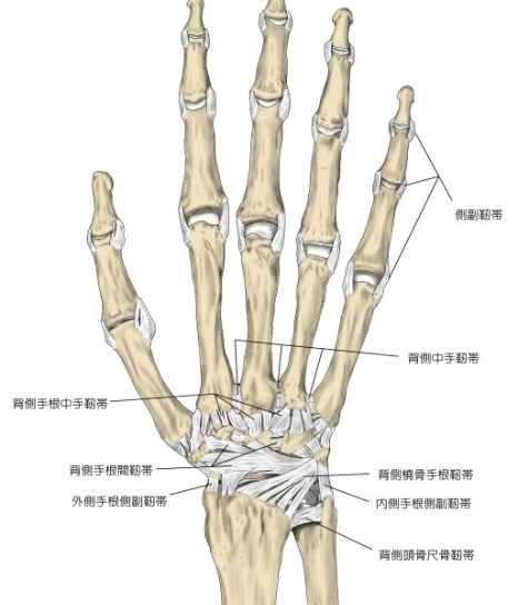 hand-ligament