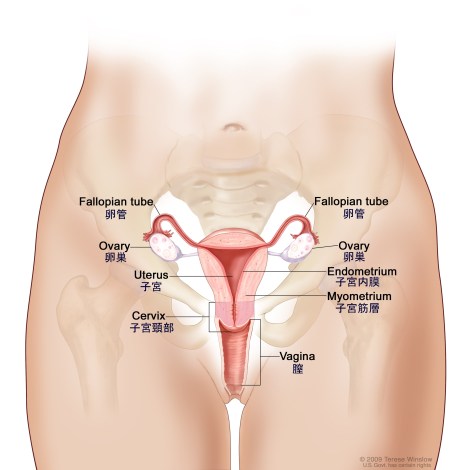 ovary-uterus