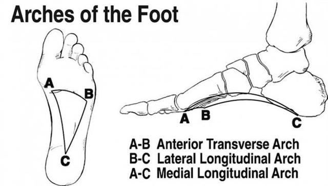 arches-of-the-foot