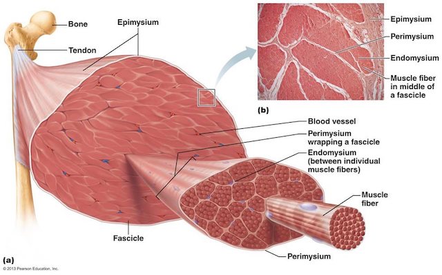 muscle-anatomy