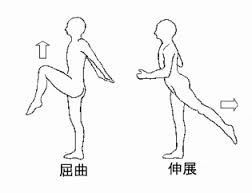 hip-flexion-extension