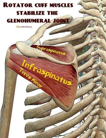 rotator-cuff-muscles