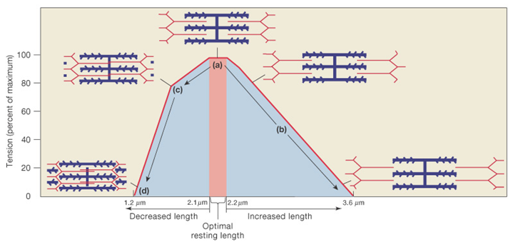 Length-Tension Relationship